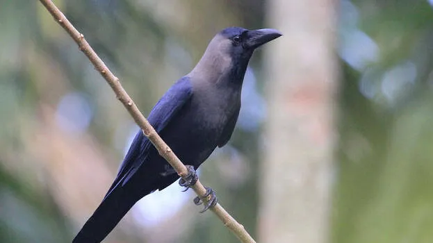 crow