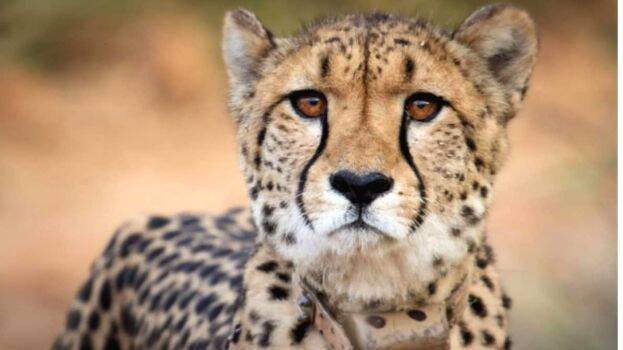 cheetahh