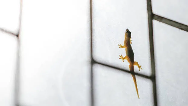 lizard