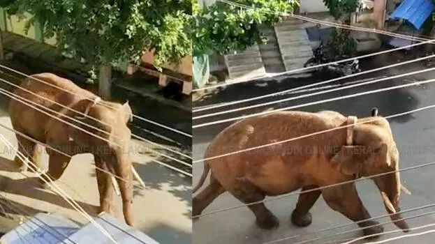 arikomban