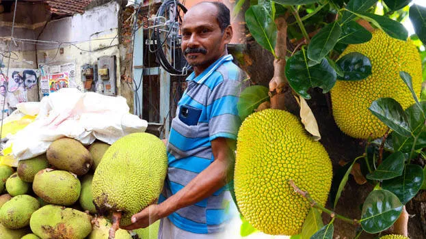 jackfruit