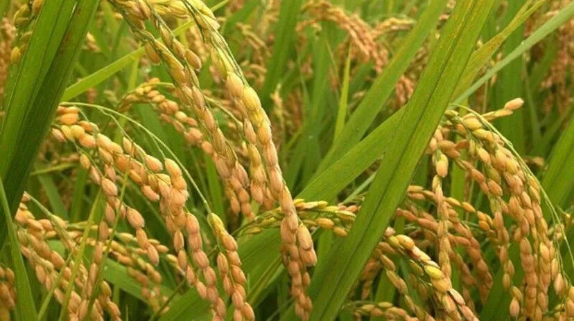 paddy-field