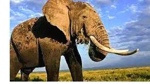 elephant