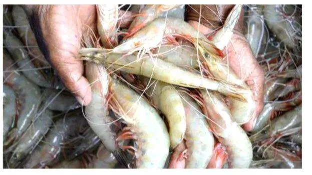 shrimps
