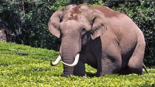 arikomban