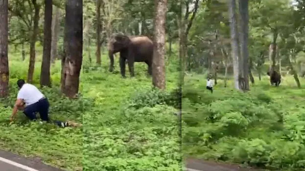 elephant