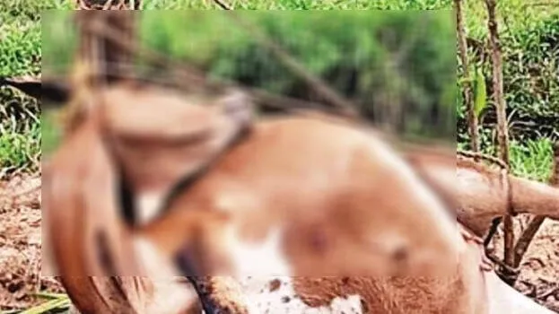 cow