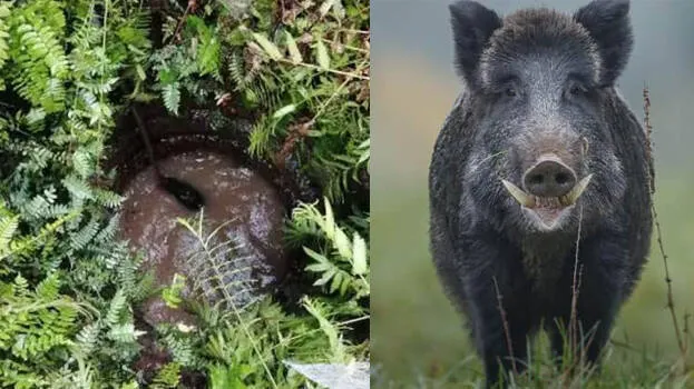 wild-boar