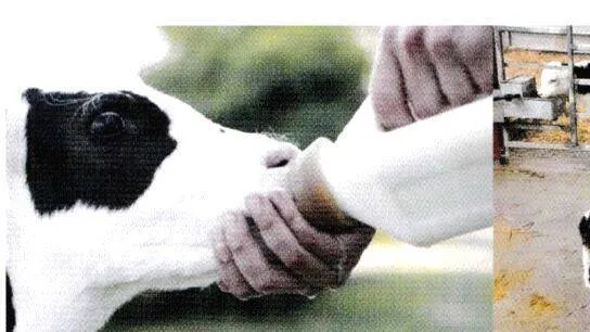 milk