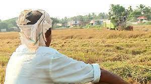 paddy-farmer