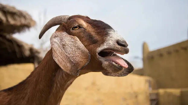 goat