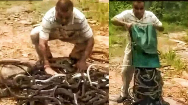 snake