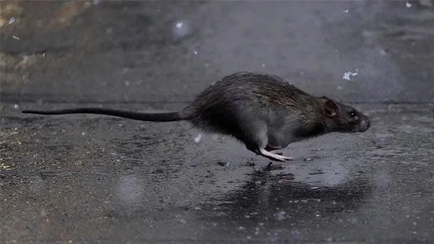 rat