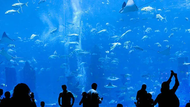oceanarium
