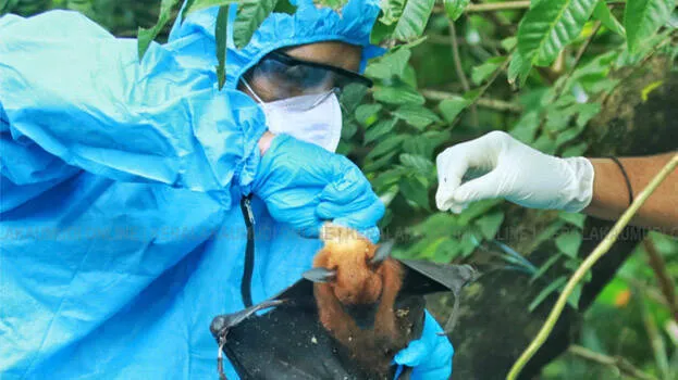 nipah