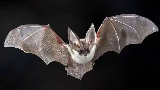 bats