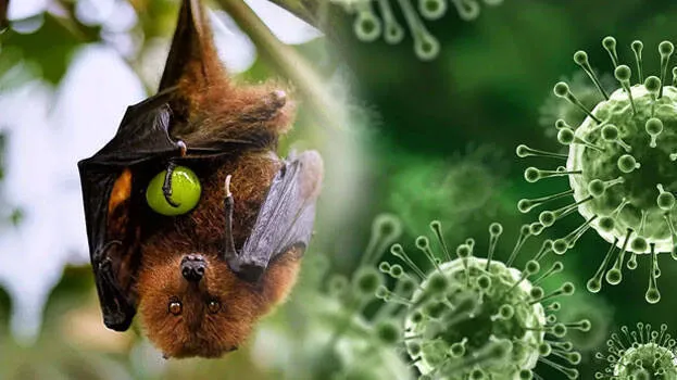nipah