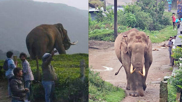 padayappa-munnar