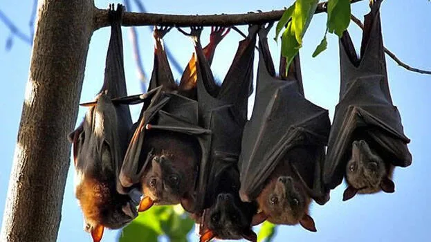 Bat Raksha വവ്വാലുകളെ പടക്കം പൊട്ടിച്ച് ഓടിക്കാനോ, ഇവയെ തുരത്താൻ മരങ്ങൾ വെട്ടാനോ ...
