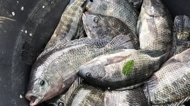 tilapia