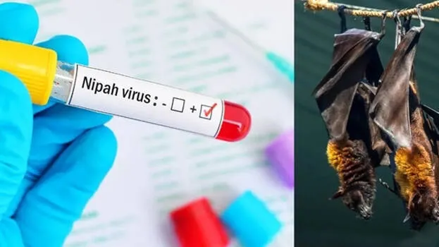 nipah