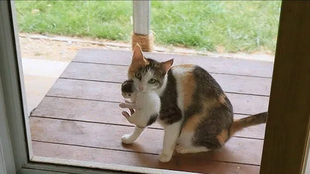 cat