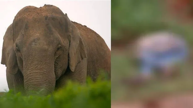 wild-elephant
