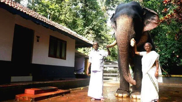 elephant-