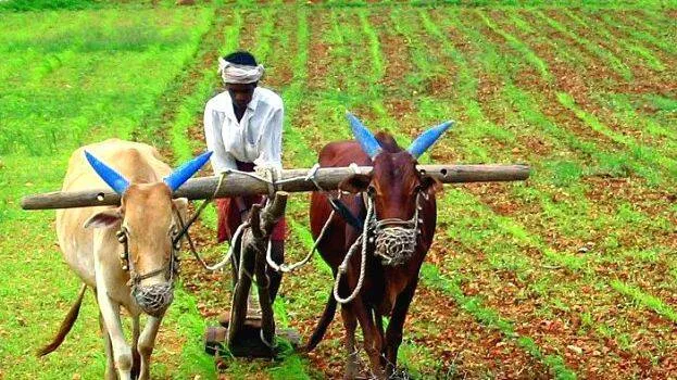 farmer