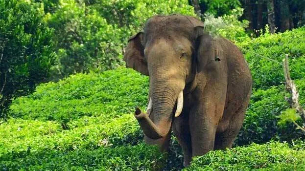 elephant