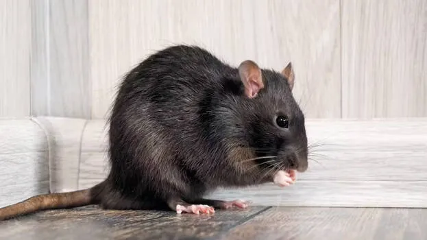 rat