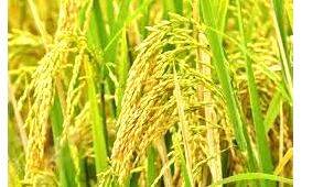 paddy