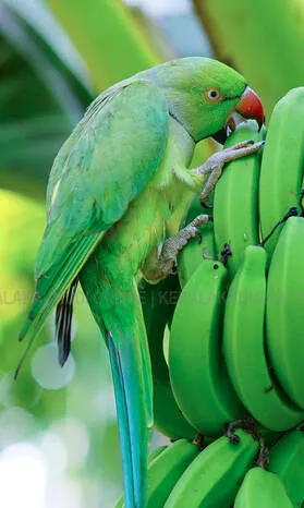 Kerala Kaumudi Photo Gallery