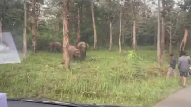 elephant