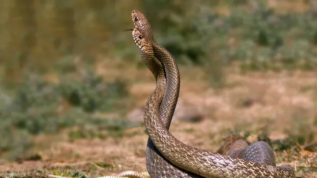 snake