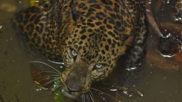 leopard