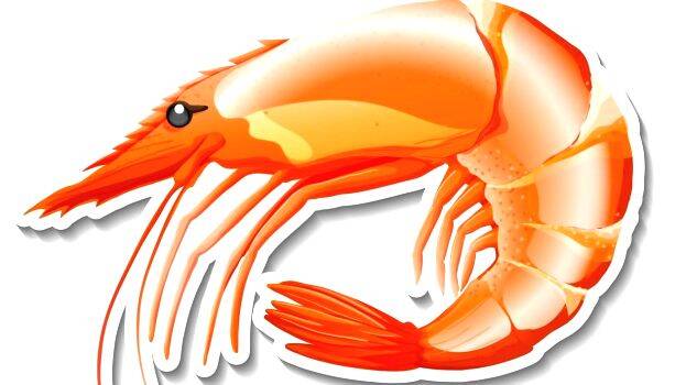 prawns prawns