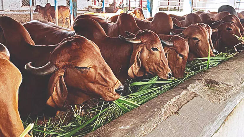 cow cow
