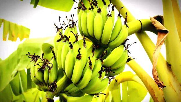 banana banana