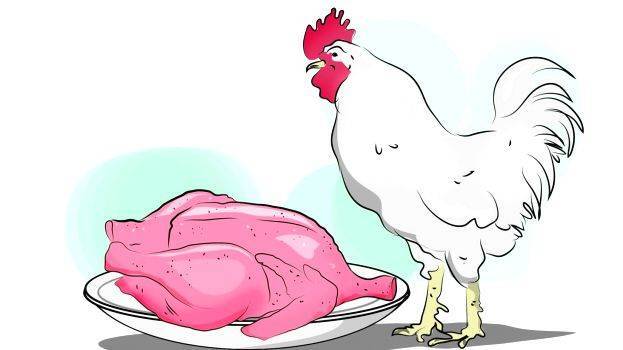 chiken chiken