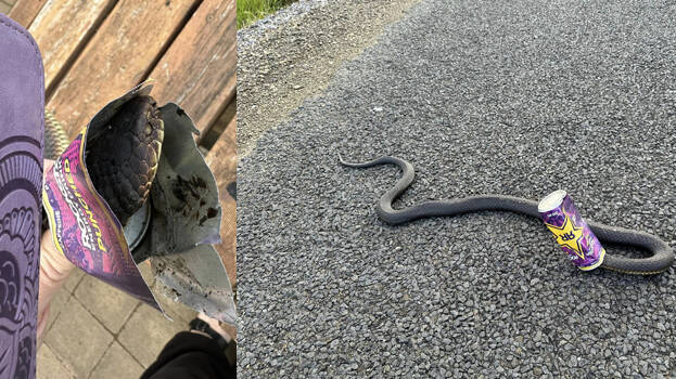 snake snake