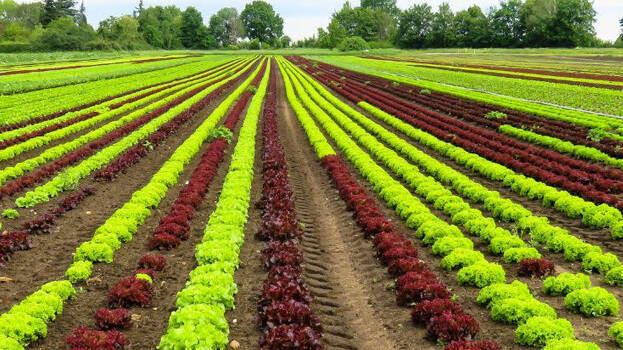 agriculture agriculture