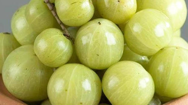 amla amla