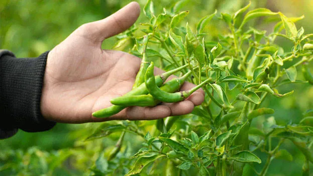 green-chilli