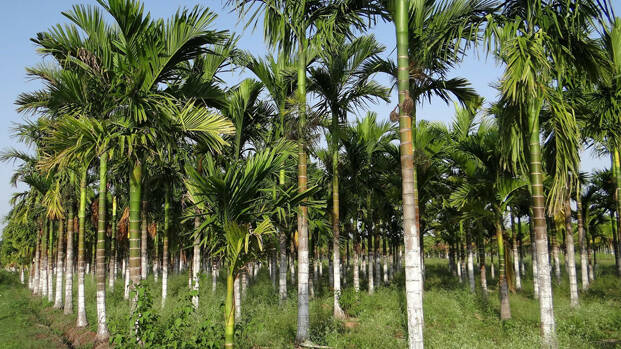 kerala kerala