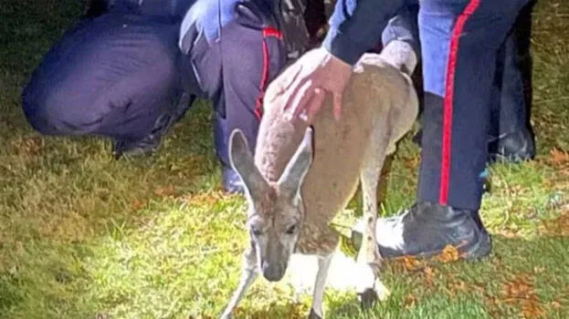 kangaroo