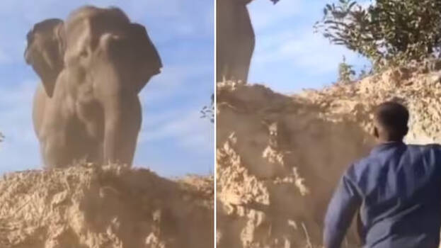 elephant elephant