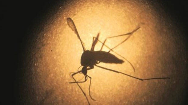 mosquito mosquito