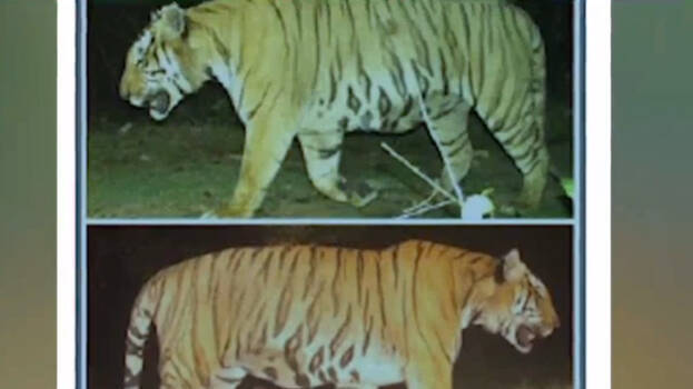 tiger tiger