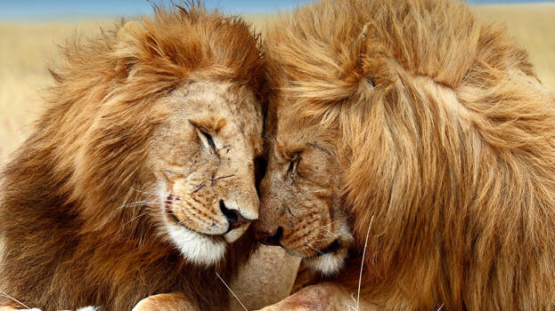 lion lion